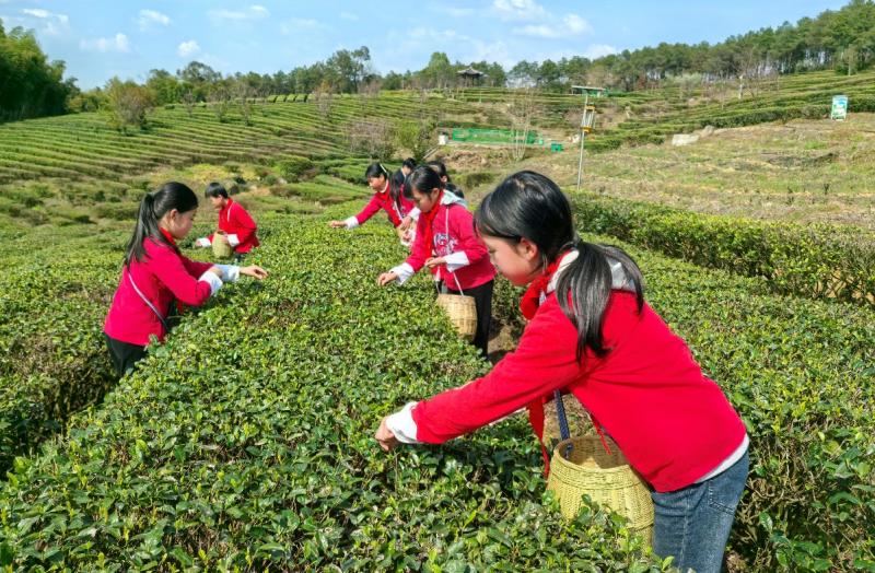 重庆铜梁：茶旅融合绘就乡村振兴新画卷_fororder_图片2