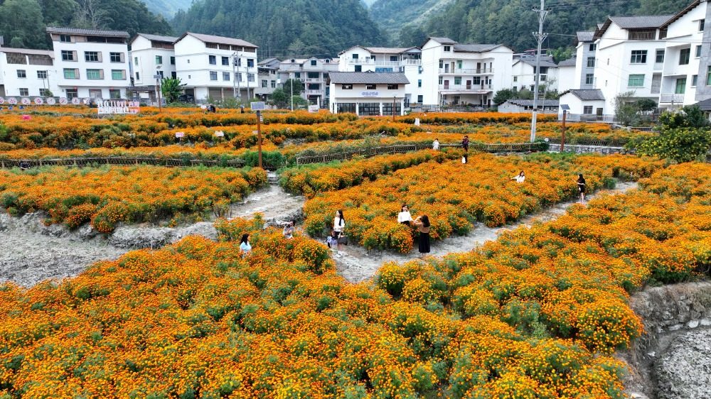 重庆酉阳：乡村花海醉游人