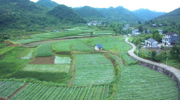 重庆市秀山县妙泉镇：“五力”助“三增” 实干促和美_fororder_微信图片_20250618150300