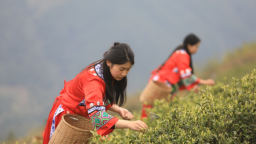 重庆秀山：明前茶飘香 山中采叶忙