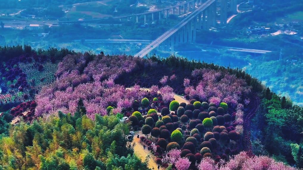 重庆奇幻森林酷似“爱丽丝同款仙境”