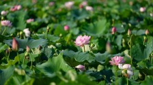 重庆大足：发展荷花产业 培育“美丽经济”