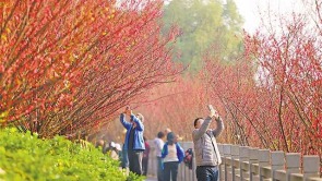 重庆：红梅提前开 市民打卡忙