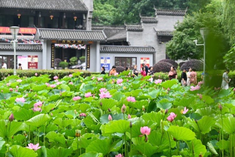 重庆：早荷初绽 市民打卡享惬意生活