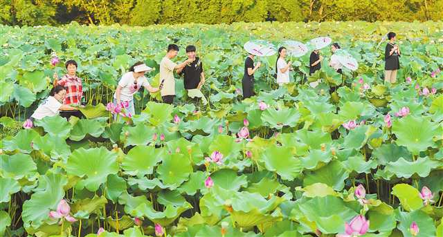 重庆垫江：千亩花海带动农旅融合