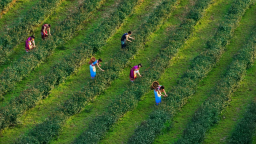 重庆市秀山县钟灵镇：茶山飘满民俗香 小茶叶托起大民生