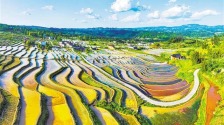 重庆南川：千亩梯田映出好“丰”景