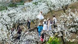 重庆：“赏花+”拓展多元文旅消费