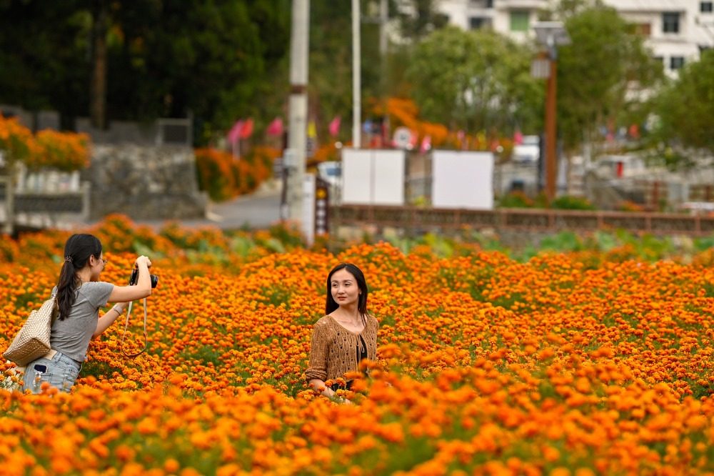 重庆酉阳：乡村花海醉游人