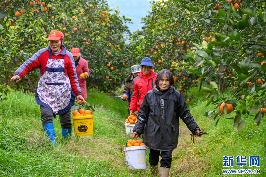重庆万州：玫瑰香橙丰收 结出增收果实