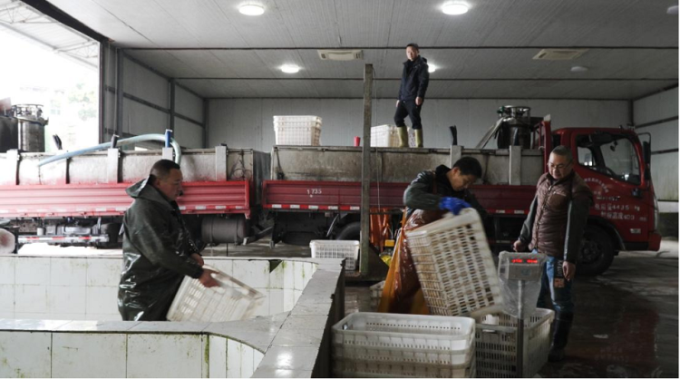 年产乌鱼2300余吨 重庆铜梁高碑村走出特色致富路_fororder_mmexport1757996161447
