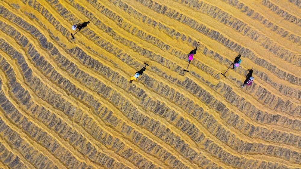 重庆：乡韵更浓郁 乡土更青春