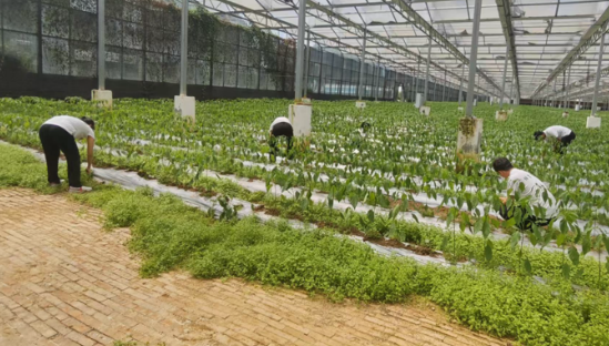 重庆邮电大学师生赴奉节县开展暑期“三下乡”社会实践活动_fororder_微信图片_20250716161726
