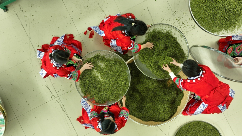 重庆秀山：明前茶飘香 山中采叶忙