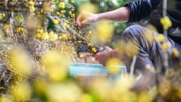 重庆：北碚静观蜡梅初绽 万亩梅花静候客来