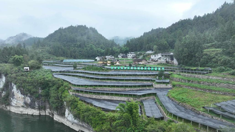 重庆彭水善感乡：“苗药谷”蝶变焕新 千年苗医药激活乡村振兴新动能_fororder_图片1