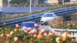 重庆：万盆月季扮立交 城市道路添亮彩