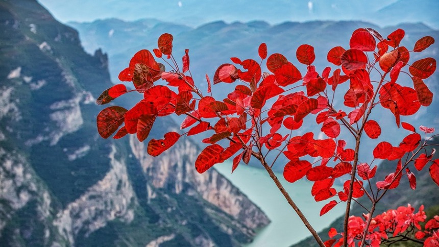 重庆巫山红叶红了 一览三峡独有秋冬盛景