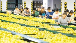 重庆潼南：金秋柠檬香 加工销售忙