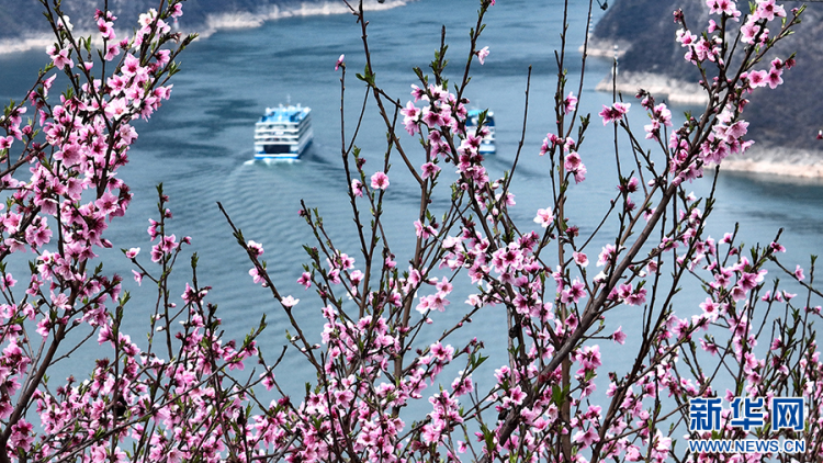 三峡地区迎来繁花盛景