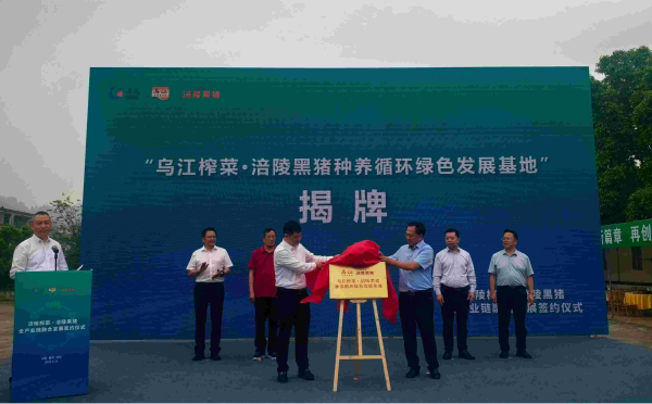 重庆涪陵：榨菜与黑猪全产业链融合发展签约仪式举行_fororder_图片2