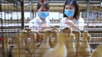 重庆：贷款余额41.3亿元 金融“活水”为荣昌文旅注入强劲动能