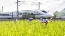 重庆北碚：来龙黄花 助农增收