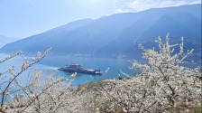 重庆：三峡李花迎客来 巫山曲尺春意浓