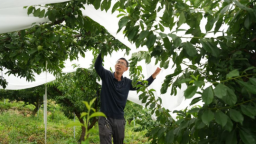 重庆巫山：为脆李撑起“防护伞”