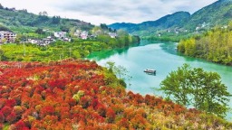 重庆黔江： 石楠叶红湿地美