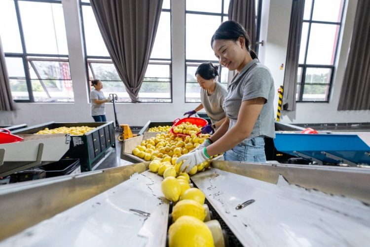 重庆潼南：应季柠檬加工开启“加速键”