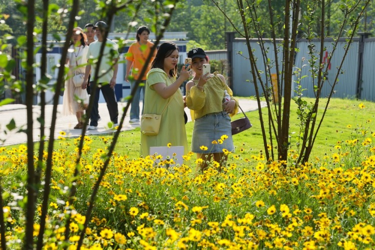 重庆：金鸡菊绽放扮靓初夏