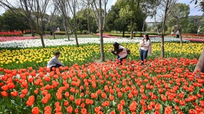 重庆：长寿湖郁金香盛放 游人如织醉春光