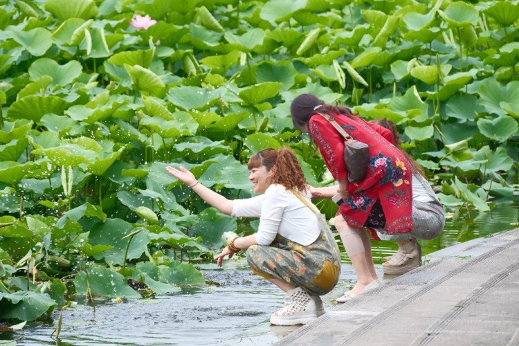 重庆：早荷初绽 市民打卡享惬意生活