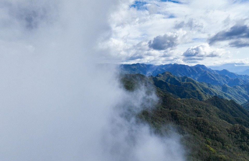 重庆城口:绿色“制氧机”筑牢生态屏障