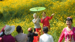 重庆两江新区：金鸡菊花海引市民打卡