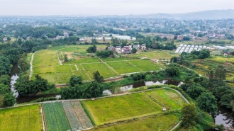 重庆荣昌：3.6万亩再生稻迎丰收
