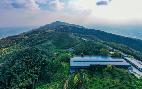 重庆永川区：“水南竹语”茶业从四川国际茶博会捧回两个金奖_fororder_微信图片_20250516123129