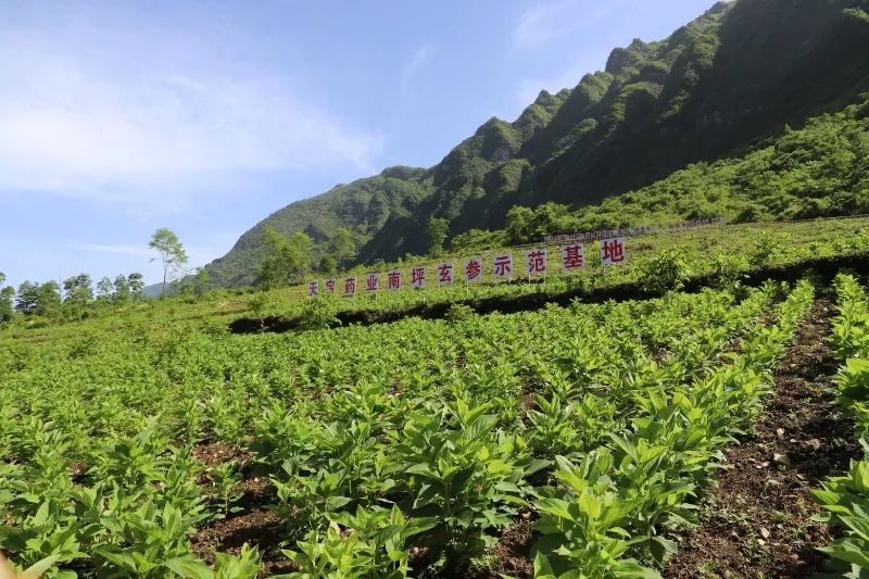 重庆城口：特色产业带动农户增收