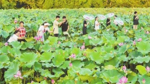 重庆垫江：千亩花海带动农旅融合