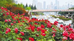 春日“花路”扮靓山城