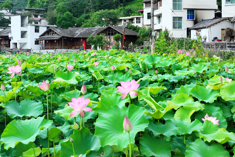 武陵山区：夏韵悠然 田园如诗