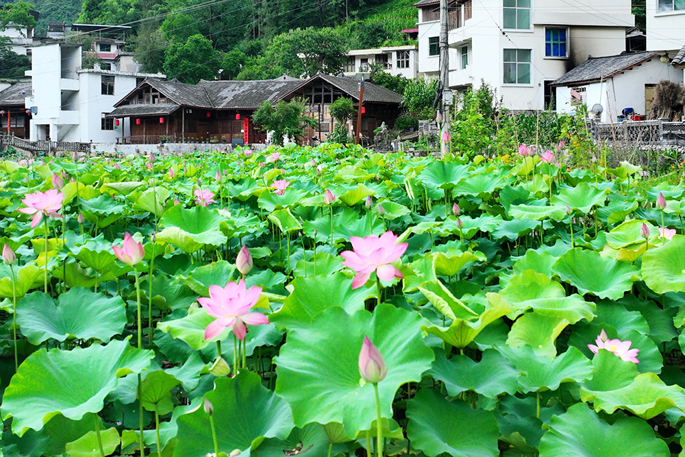 武陵山区：夏韵悠然 田园如诗