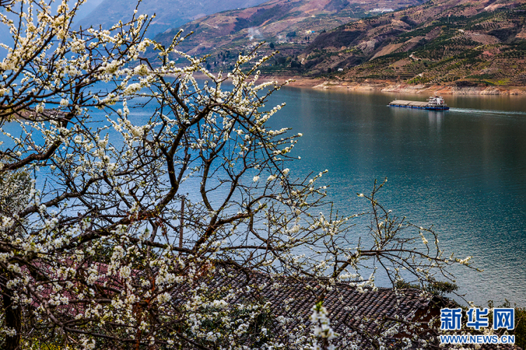 三峡地区迎来繁花盛景