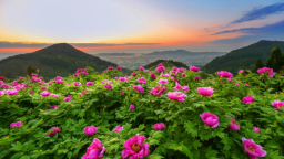 2026重庆垫江牡丹文化节即将启幕 五大亮点绘就春日文旅盛景