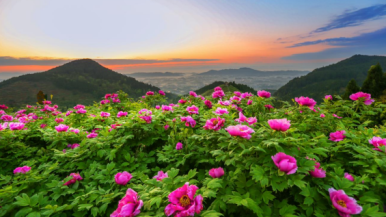 2026重庆垫江牡丹文化节即将启幕 五大亮点绘就春日文旅盛景