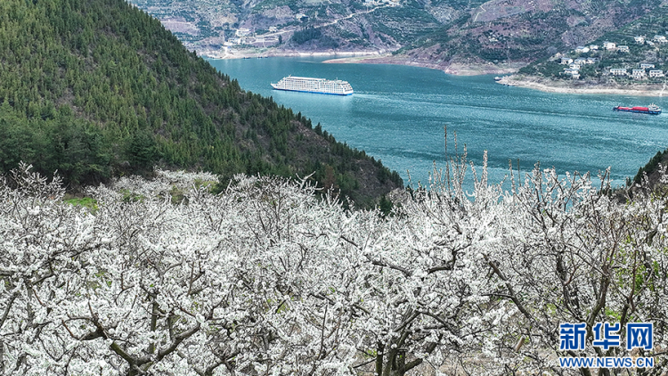 三峡地区迎来繁花盛景