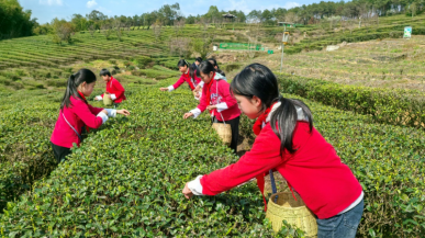 重庆铜梁：茶旅融合绘就乡村振兴新画卷