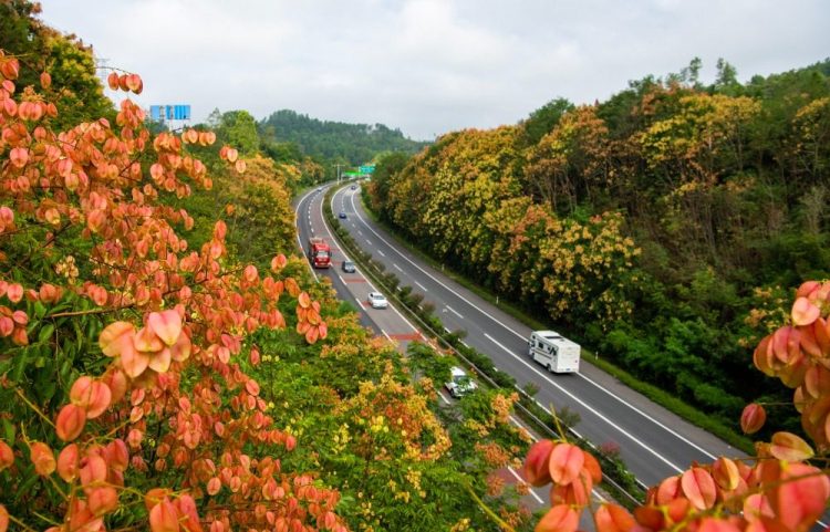 重庆南川：栾花开 高速美