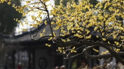 2026年重庆四季赏花宝典来了